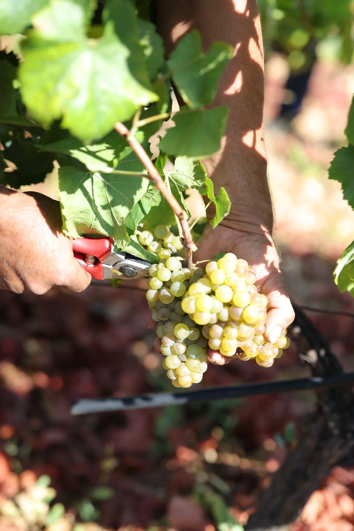 A picker cutting a bunch of white grapes by hand