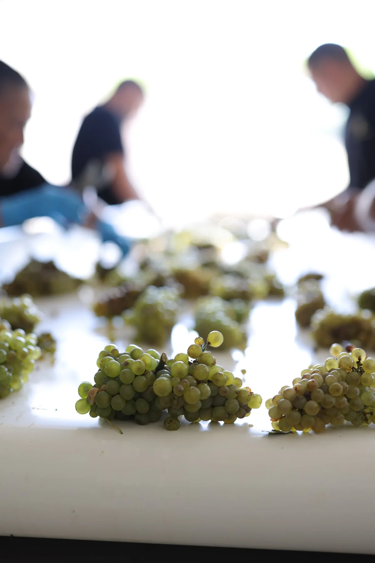 Grape bunches on the sorting table at the winery